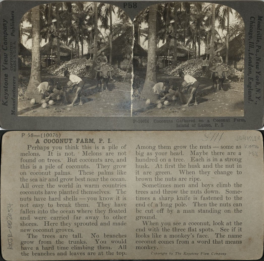 Coconuts Gathered on a Coconut Farm, Island of Luzon, P. I.